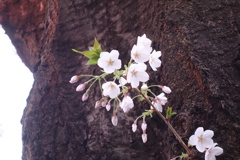 井の頭公園の桜