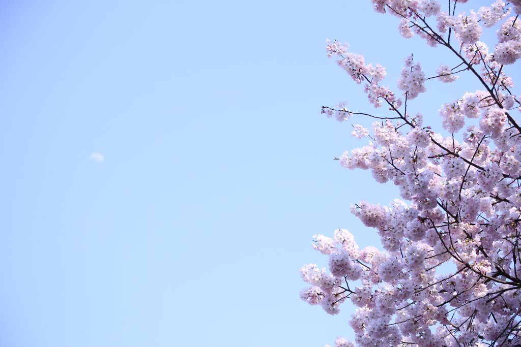 新宿御苑の桜