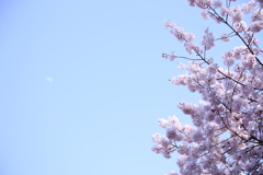 新宿御苑の桜