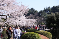 新宿御苑の桜