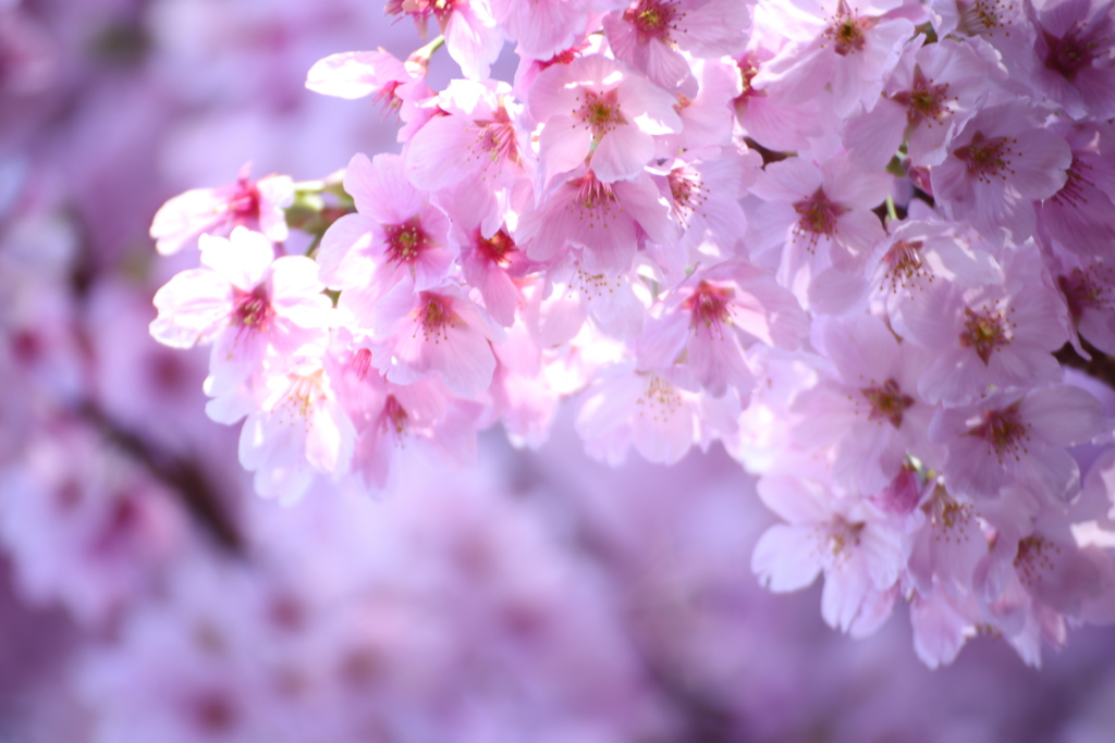 新宿御苑の桜