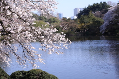 新宿御苑の桜
