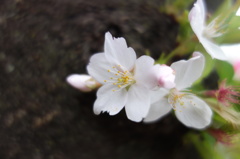 中目黒の桜