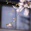 自由が丘の桜2020