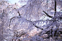 新宿御苑の桜