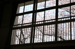 窓からさくら