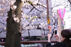 目黒川の桜
