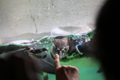 ペンギン