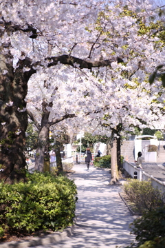 桜