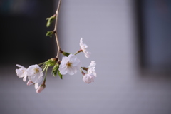 自由が丘の桜2020