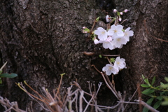 自由が丘の桜2020