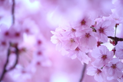 新宿御苑の桜