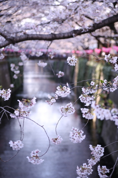 目黒川の桜