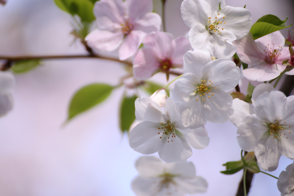 自由が丘の桜2020