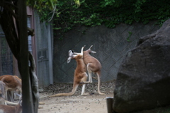 カンガルー