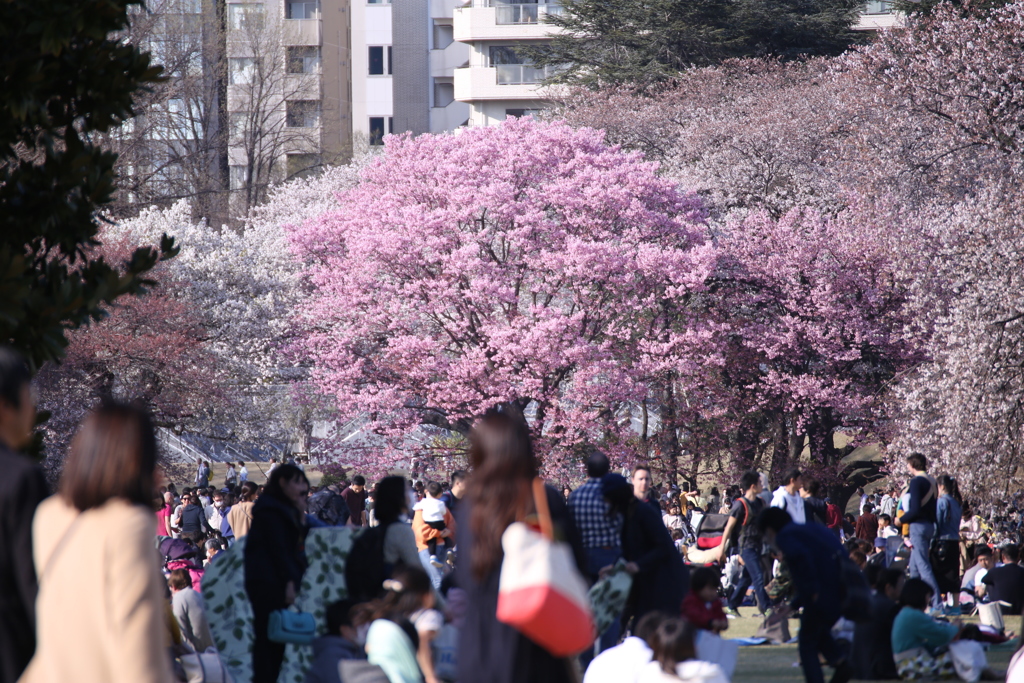 新宿御苑の桜
