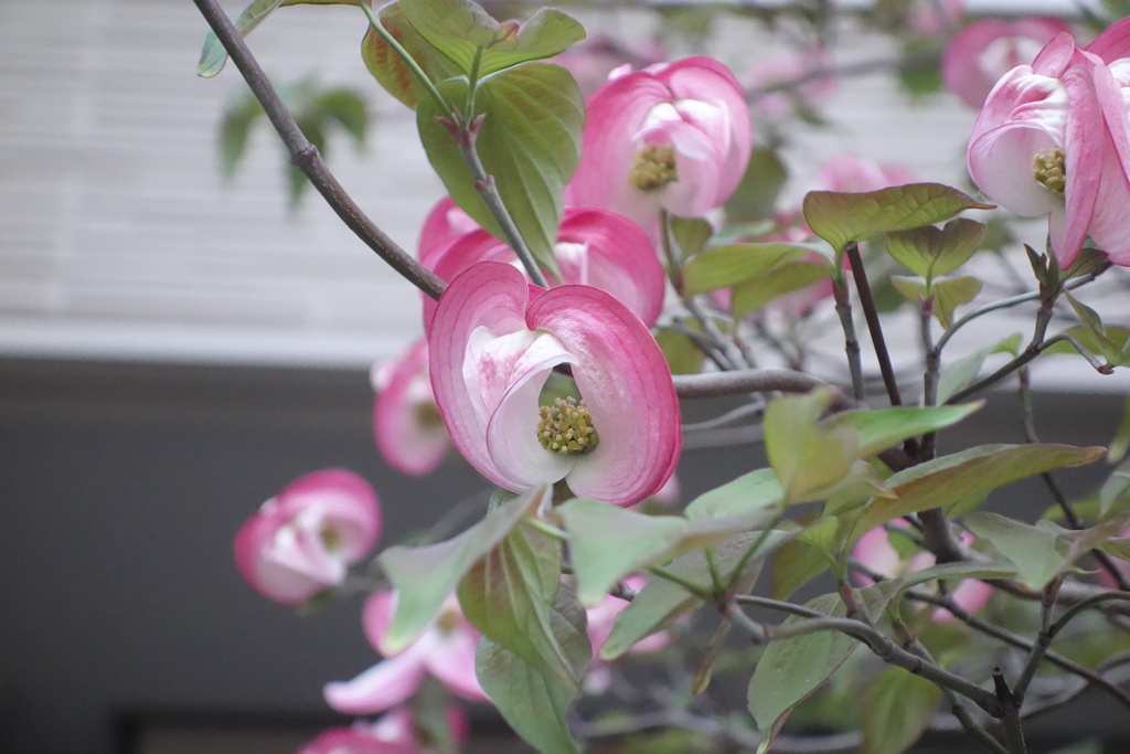なんかの花