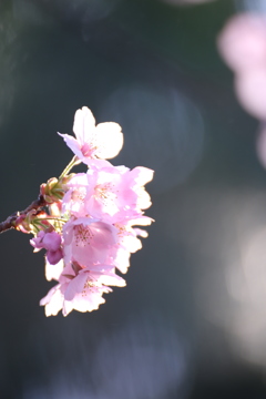 新宿御苑の桜