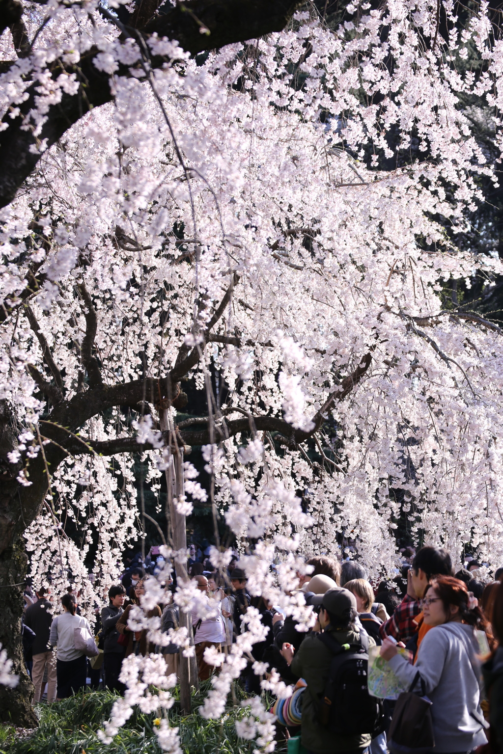 新宿御苑の桜