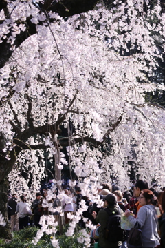 新宿御苑の桜