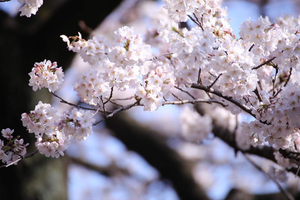 新宿御苑の桜