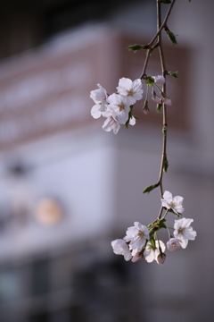 自由が丘の桜2020