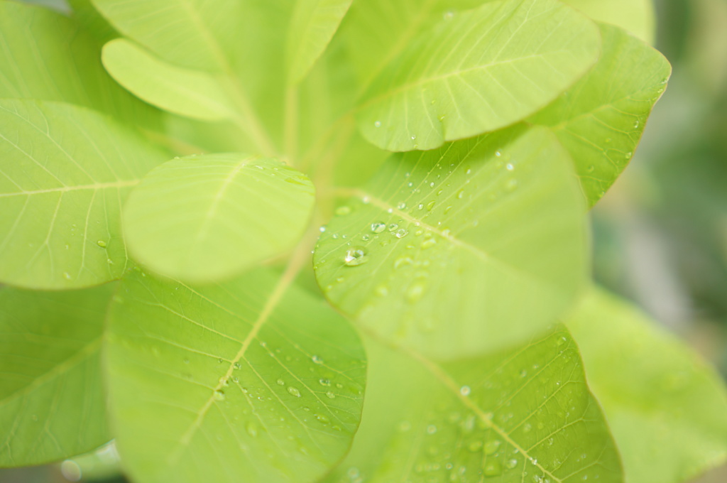 水化粧