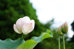 開花終了と準備中