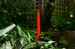 紅一本
