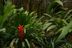 紅一点