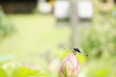 花も蜻蛉も休憩中