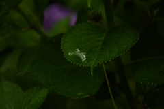 ２０２０紫陽花〜雨１０