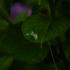 ２０２０紫陽花〜雨１０