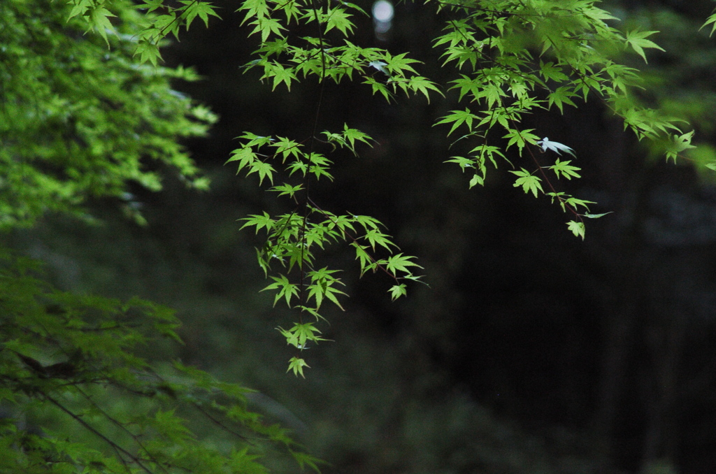 春２