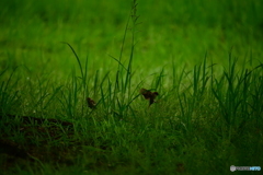 あ、雨　帰ろう