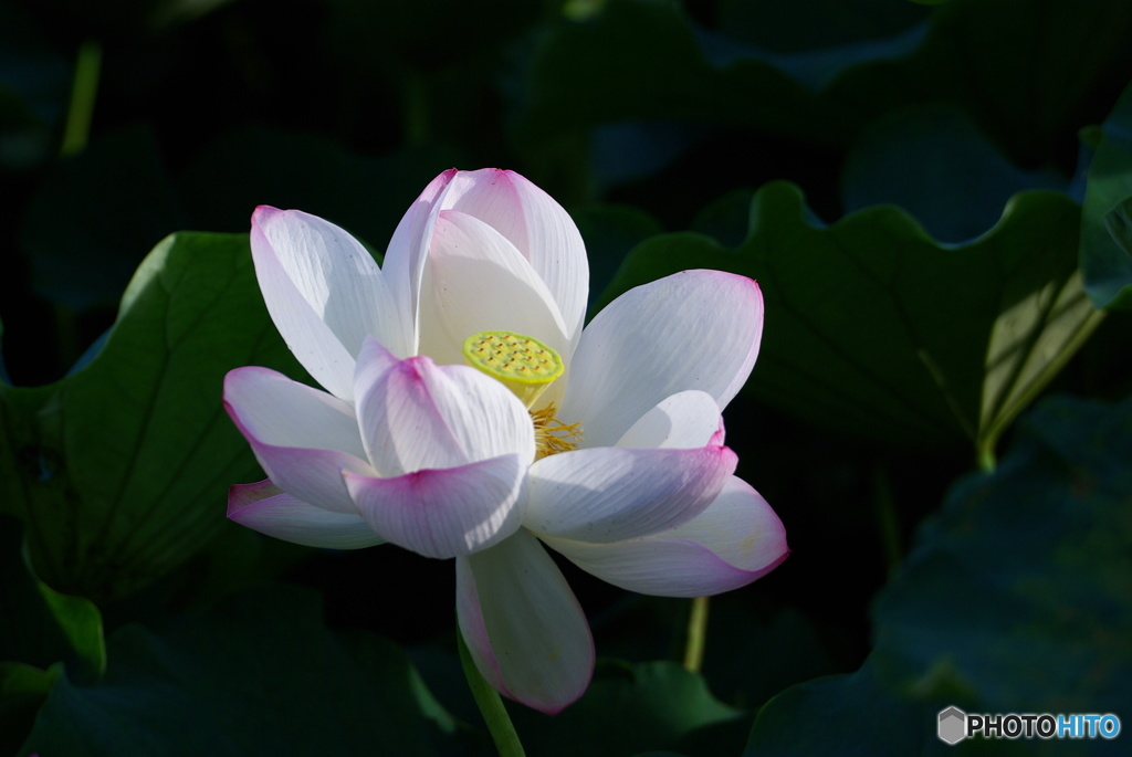 IMGP4719蓮１