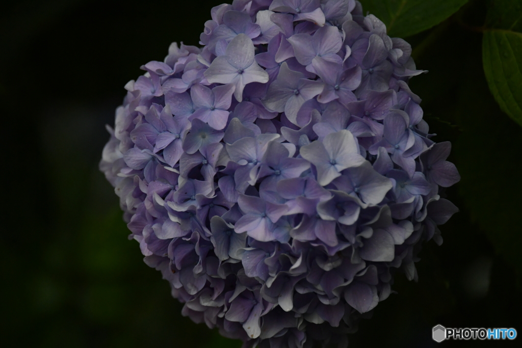 2020紫陽花〜雨３