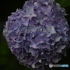 2020紫陽花〜雨３