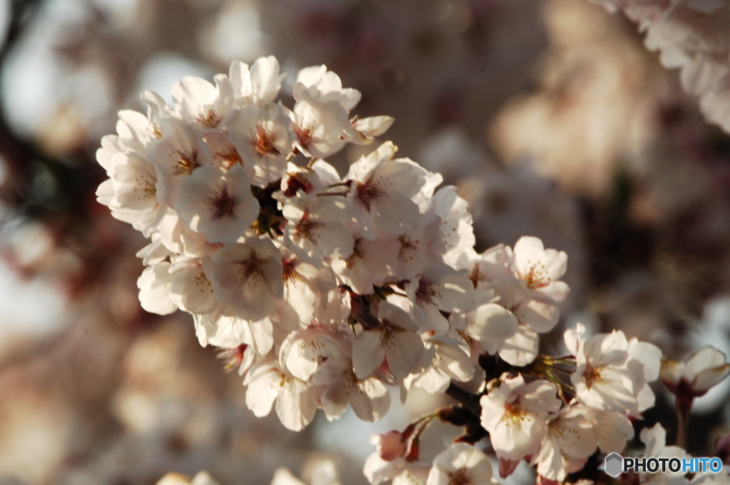 平成桜