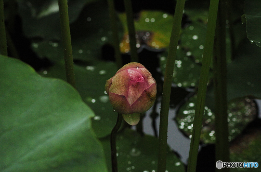 DSC_0045蓮　花開く時を待つ