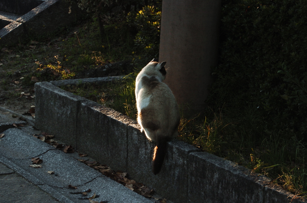 猫　背中