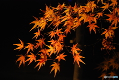 DSC_0135紅葉２０１７