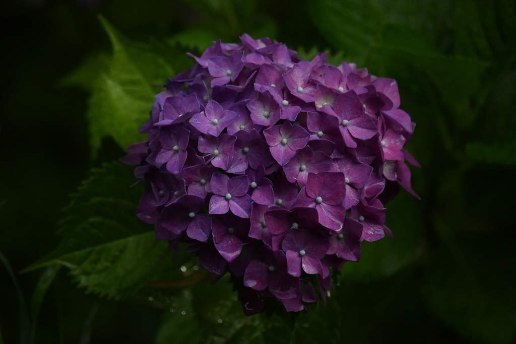 ２０２０紫陽花〜雨９