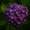 ２０２０紫陽花〜雨９