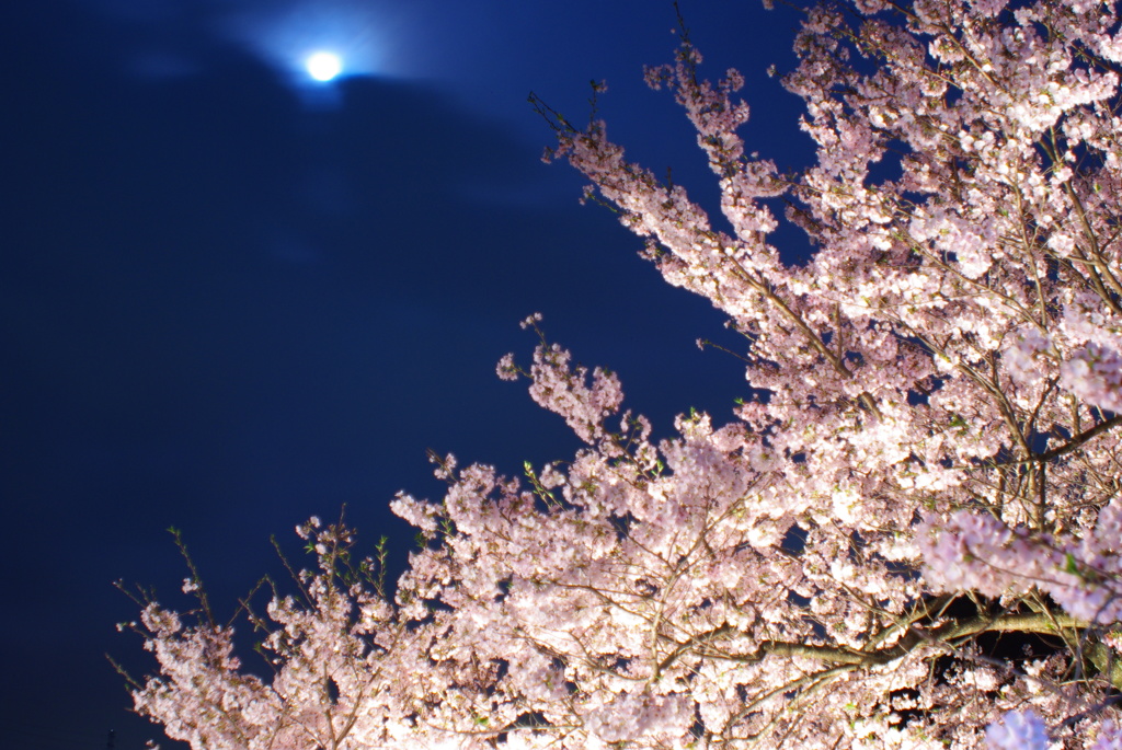 夜桜２