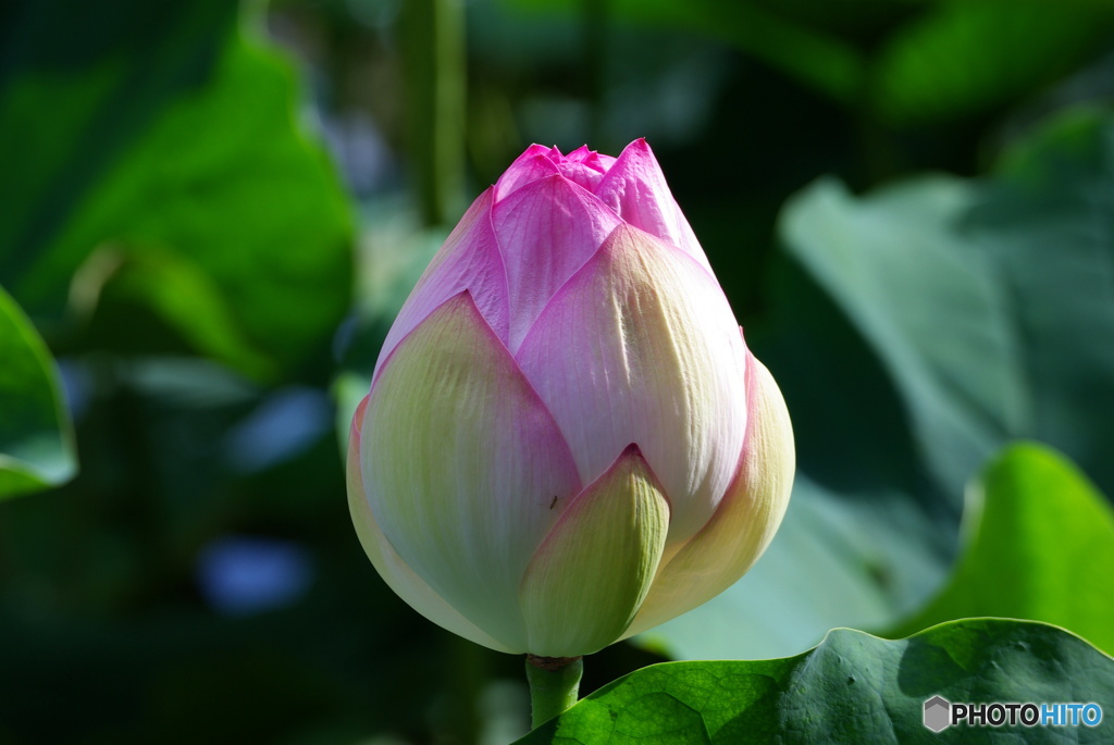 IMGP4702蓮２