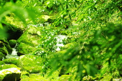 IMGP1217