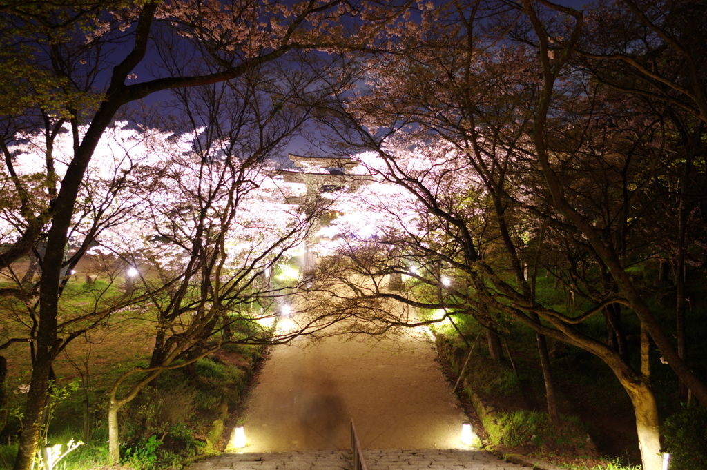 2016夜桜