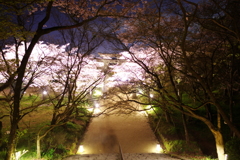 2016夜桜
