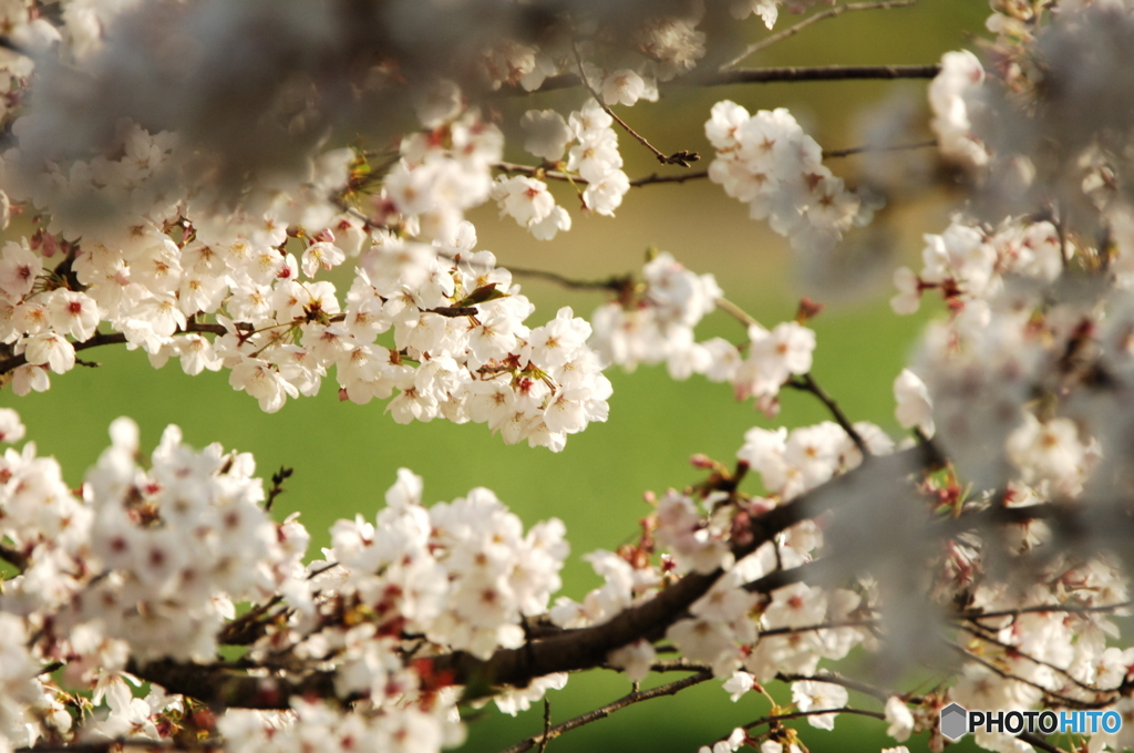 平成桜弐